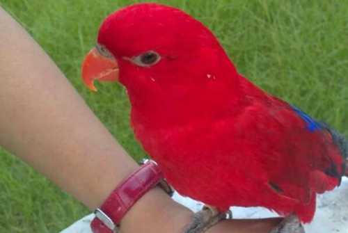 盘点全球红色的鸟类血雀上榜，火烈鸟排名第四
