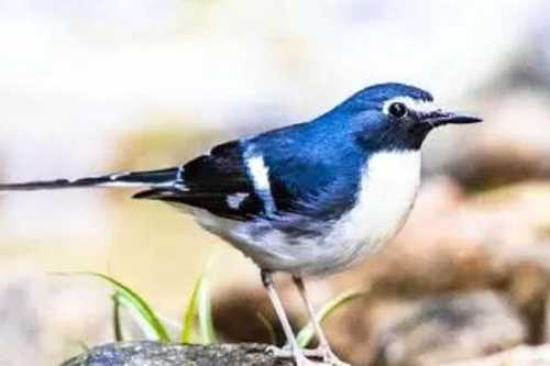 全球十大蓝色的鸟黑枕王鹟上榜，小仙鹟第六